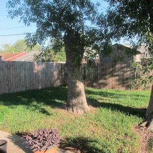 Beautiful Back Yard